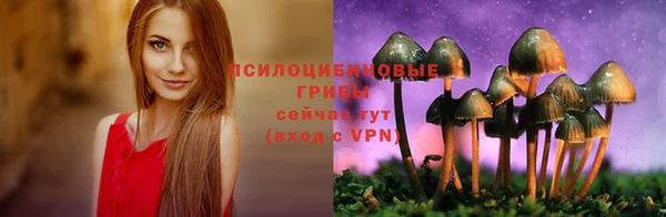 стаф Алзамай